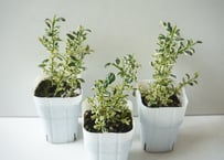 セアノーサス クールブルー 3号｜初夏に咲く青花・ナチュラルガーデンに｜鉢植え・庭木にもおすすめ