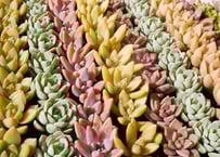 多肉植物ピット苗おまかせ12種  （名無し）
