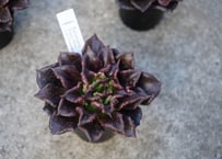 エケベリア ファンタスティック ファウンテン 4号 多肉植物