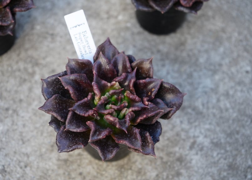 エケベリア スーパーボール Echeveria Super Bowl LeoGonzales 