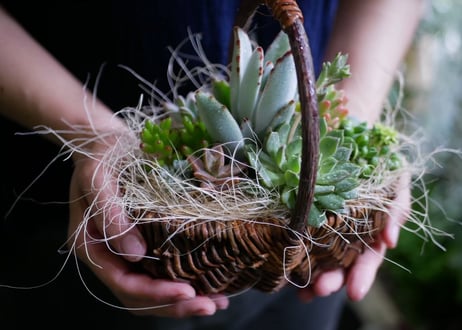 【おまかせコース 4000円】多肉植物　かご寄せ植え　ギフトにも