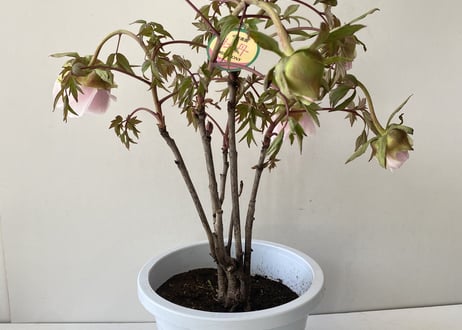 牡丹 八千代川 8号 ピンクのお花 花の王様 艶やかな花姿 万重咲き