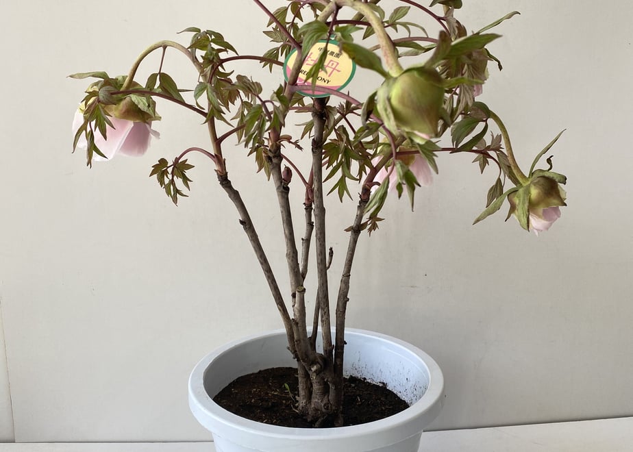643f79d9941bd600731ff3da
