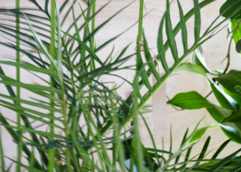 フィロデンドロン トータム 大株 フィロデンドロン トータム 8号 大株 細長い葉 スタイリッシュ お洒落