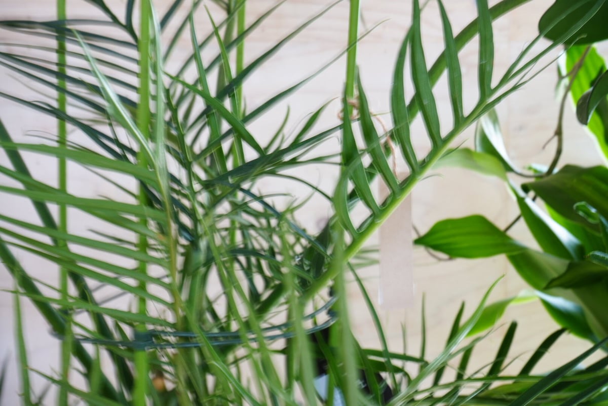 現物「フィロデンドロン・トータム」８号　Philodendron Tortum Philodendron tortum フィロデンドロン トータム