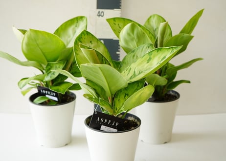 ホマロメナ セルビー 5号 丸みある大きい葉 観葉植物 葉柄が美しい 優しい雰囲気