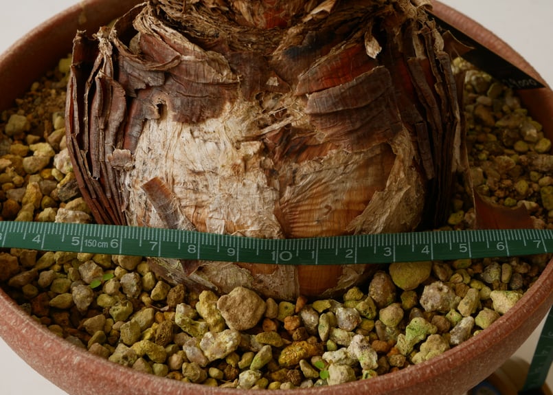 ブーファン 扇状に広がる葉 発根済 ケープバルブ | インテリアグリーン