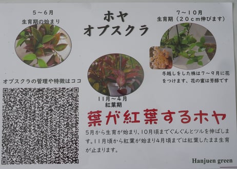 ホヤ オブスクラ 4号 吊り　紅葉する葉 ピンクのお花が可愛い