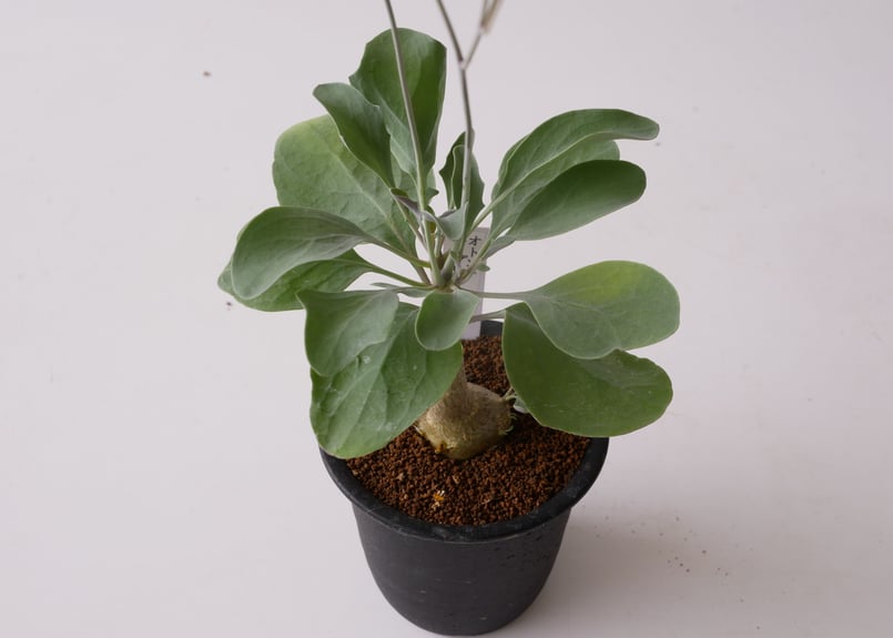 オトンナ トリプリネルビア 冬型植物 | インテリアグリーンと