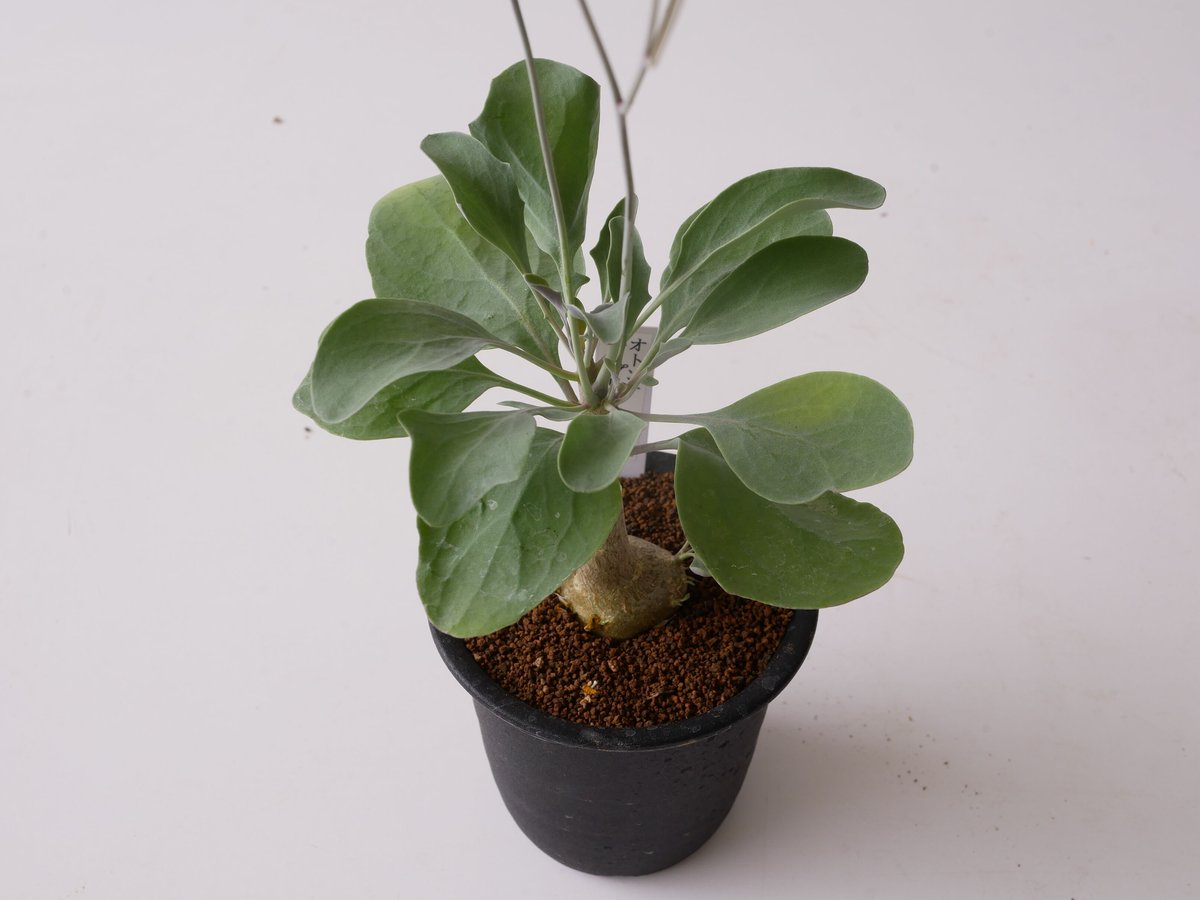 オトンナ トリプリネルビア 冬型植物 | インテリアグリーンと オトンナ トリプリネルビア 冬型植物 | インテリアグリーンと