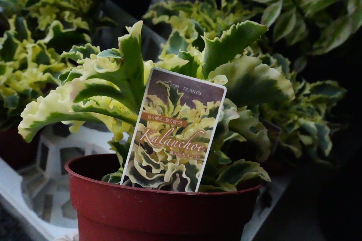 カランコエ 斑入り ラキニアータ 4号 多肉植物 ウェーブする ひらひら