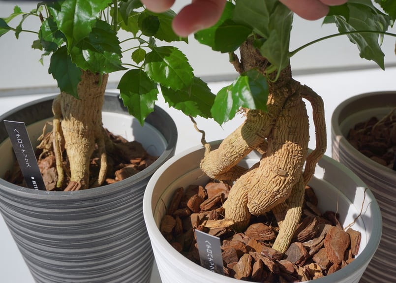 人気！ヘテロパナックス コルジリネストリクタ根上がり 観葉植物 361