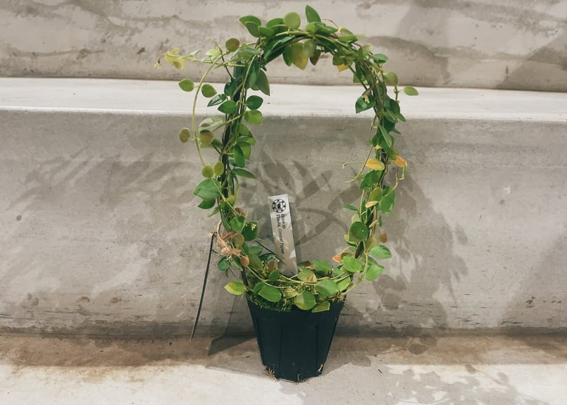 ホヤ Hoya sp. Timika — Central Papua | インテリアグリーン