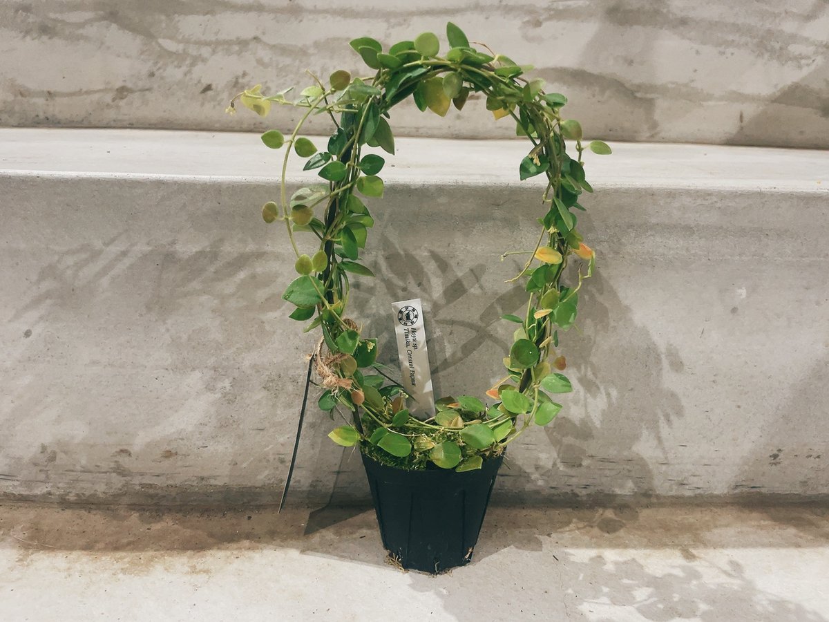 希少 ホヤ hoya sp. timika Central Papua ホヤ Hoya sp. Timika — Central Papua | インテリアグリーン