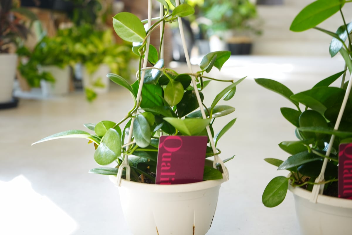 こ*ろ様 観葉植物　吊り鉢　ハンギング　7種アソート　バンダ　ホヤ こ*ろ様 観葉植物 吊り鉢 ハンギング 7種アソート バンダ ホヤ こ*