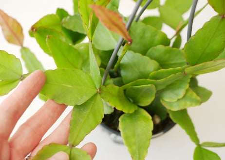 リプサリス　エリプティカ　ハンギング　観葉植物　森林サボテン　育てやすい