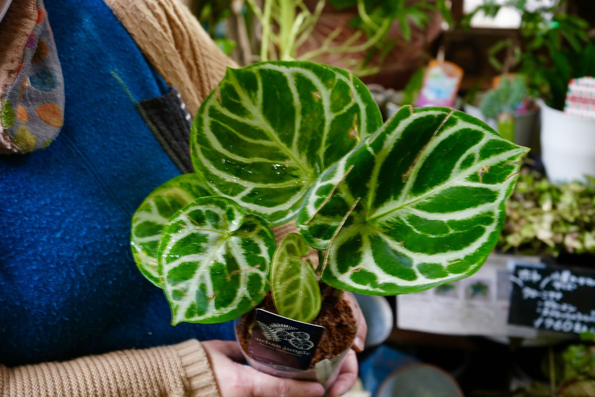アンスリウム　レッドクリスタル×ドラヤキ アンスリウム ドラヤキ × レッドクリスタリナム / Anthurium