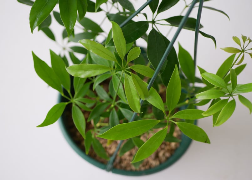 大株　シェフレラ　コンパクタ　7号　吊り鉢 シェフレラ ホンコン アルボリコラ コンパクタ 7号 吊り鉢