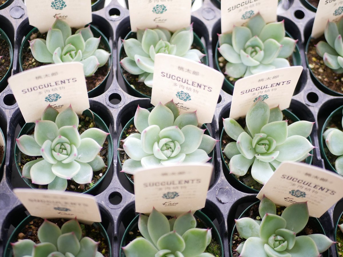 エケベリア 桃太郎 多肉植物 寄せ植え 育てやすい | インテリア