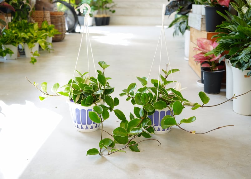 ホヤ カルノーサ サクララン 5号 吊り鉢 ハンギング 育てやすい 観葉