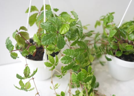 シュガーバイン ハンギング 2.5号｜ナチュラルなつる性観葉植物｜吊るして楽しむインテリアグリーン