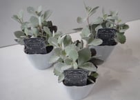 カランコエ 白銀の舞 3号｜シルバーリーフの多肉植物｜ふわふわ質感・室内インテリアにおすすめ