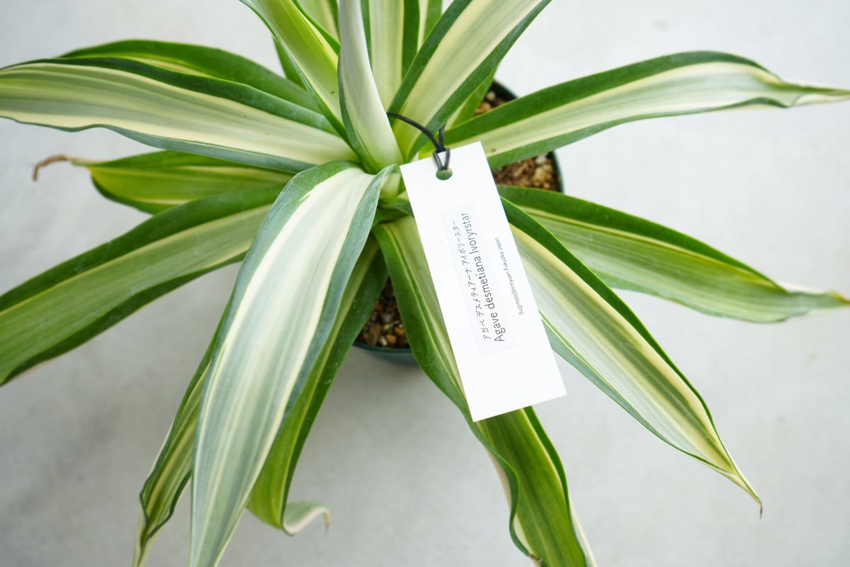 mariエレファンティペス 五色万代 デスメティアーナ アガベ デスメティアーナ アイボリースター 3.5号 Agave