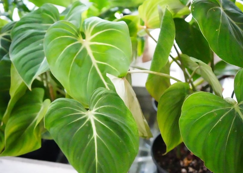 フィロデンドロン グロリオサ 5号 艶やかな葉 観葉植物 ビロード様が