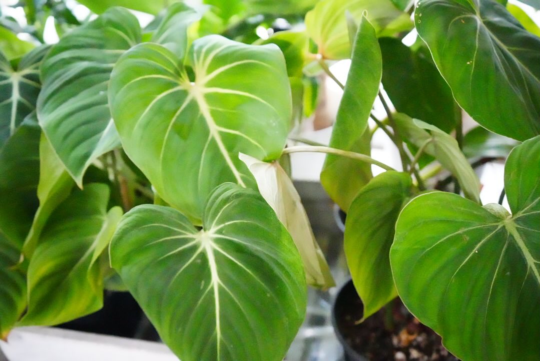 fit=scale-down,w=1200