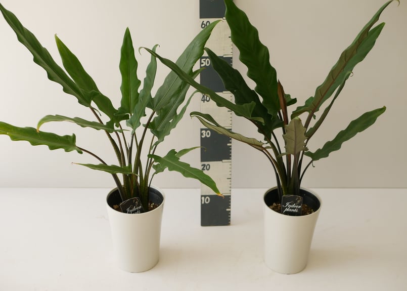 アロカシア ラウテルバキアナ 6寸 スタイリッシュ 美しい細葉