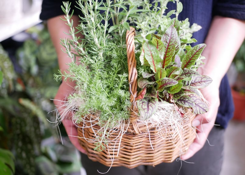 おまかせ ハーブ 中かご寄せ植え ラッピング込み | インテリアグリーン