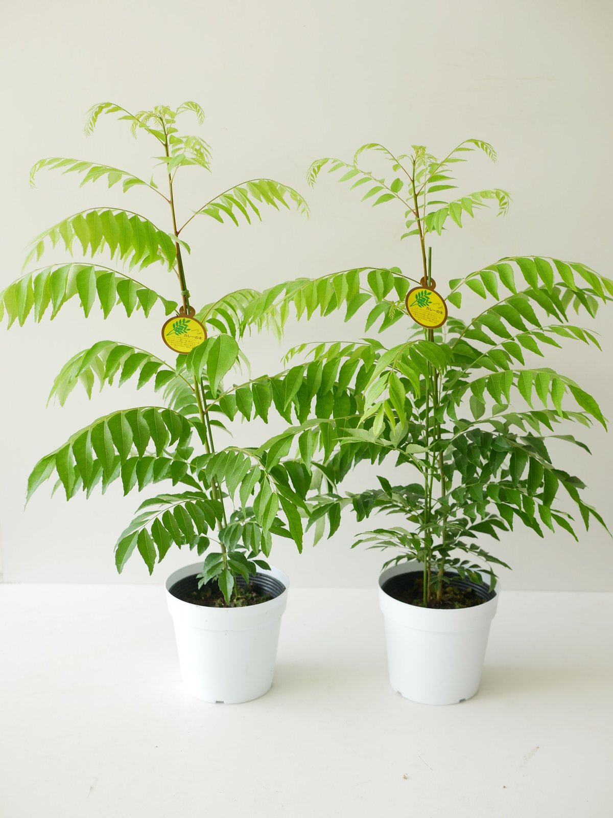 カレーリーフ カレーの木 ハーブ フレッシュな香りをご自宅で