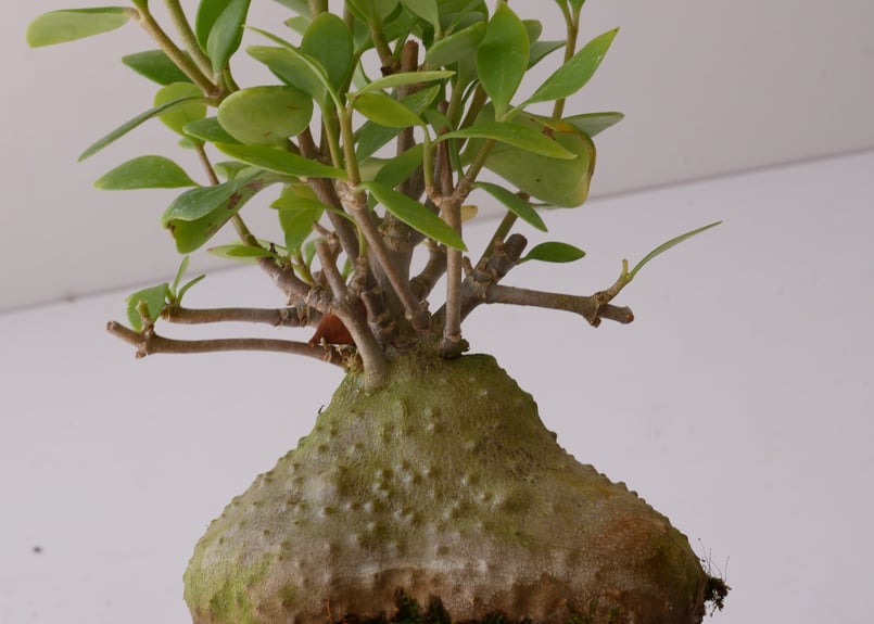 ヒドノフィツムフォルミカルム アリ植物(蟻の巣玉) ヒドノフィツムフォルミカルム アリ植物(蟻の巣玉) ヒドノフ