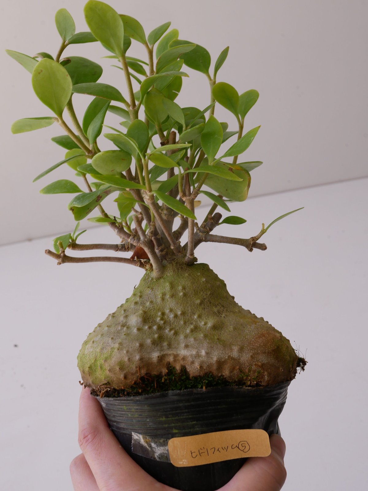 ヒドノフィツムフォルミカルム アリ植物(蟻の巣玉) ヒドノフィツムフォルミカルム アリ植物(蟻の巣玉