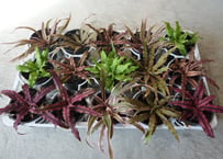 エケベリア ファンタスティック ファウンテン 4号 多肉植物
