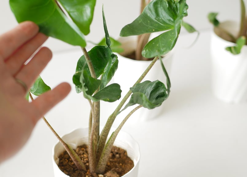 格安 アロカシア スティングレイ オーレア アロカシア スティングレイ オーレア Alocasia Stingray