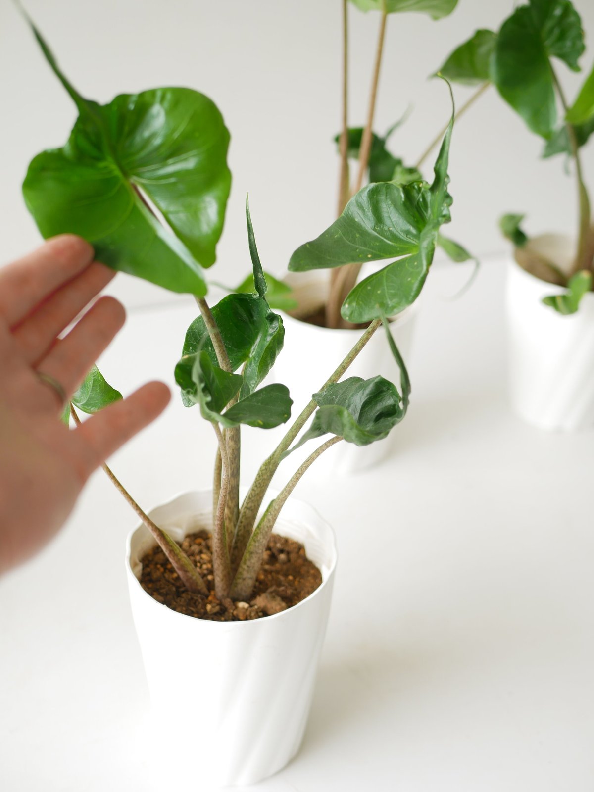 アロカシア スティンググレイ オーレア Alocasia Stingray アロカシア スティングレイ