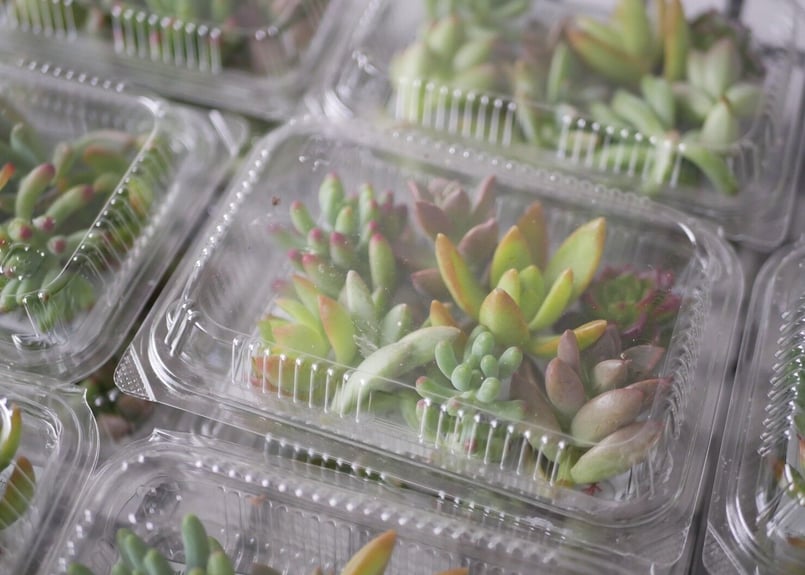 多肉植物 詰め合わせパック 寄せ植え カット苗 | インテリア