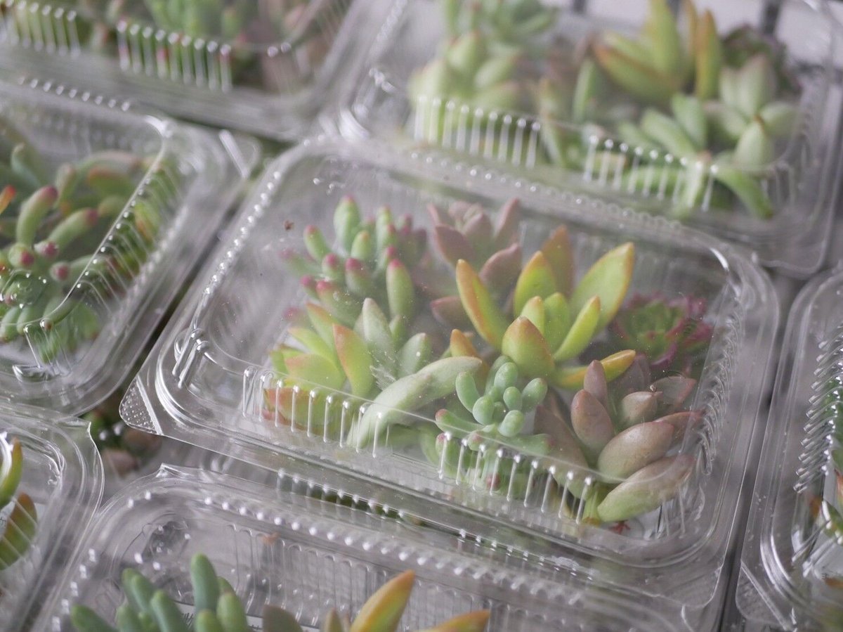 多肉植物カット苗詰め合わせ 楽天市場】多肉植物 寄せ植え 多肉植物 福袋 カット 苗 「12個