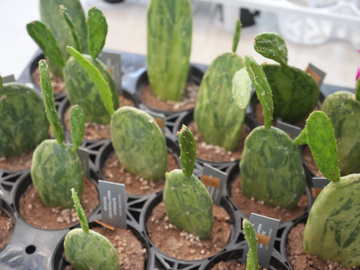 サボテン 3号 うちわサボテン オプンチア | インテリアグリーンと