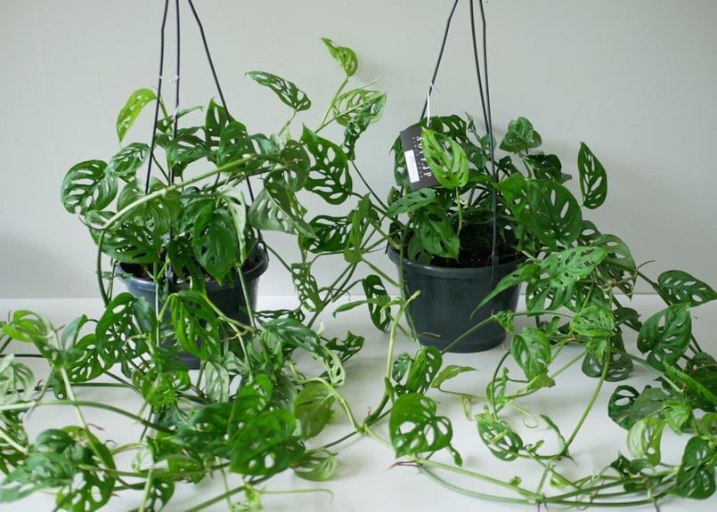 モンステラ spp ハンギングプランツ | インテリアグリーンとギフト