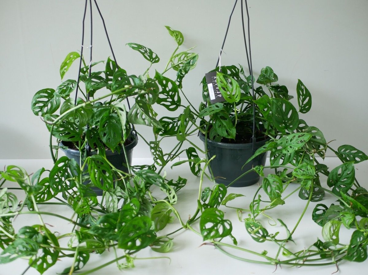 モンステラ spp ハンギングプランツ | インテリアグリーンとギフト