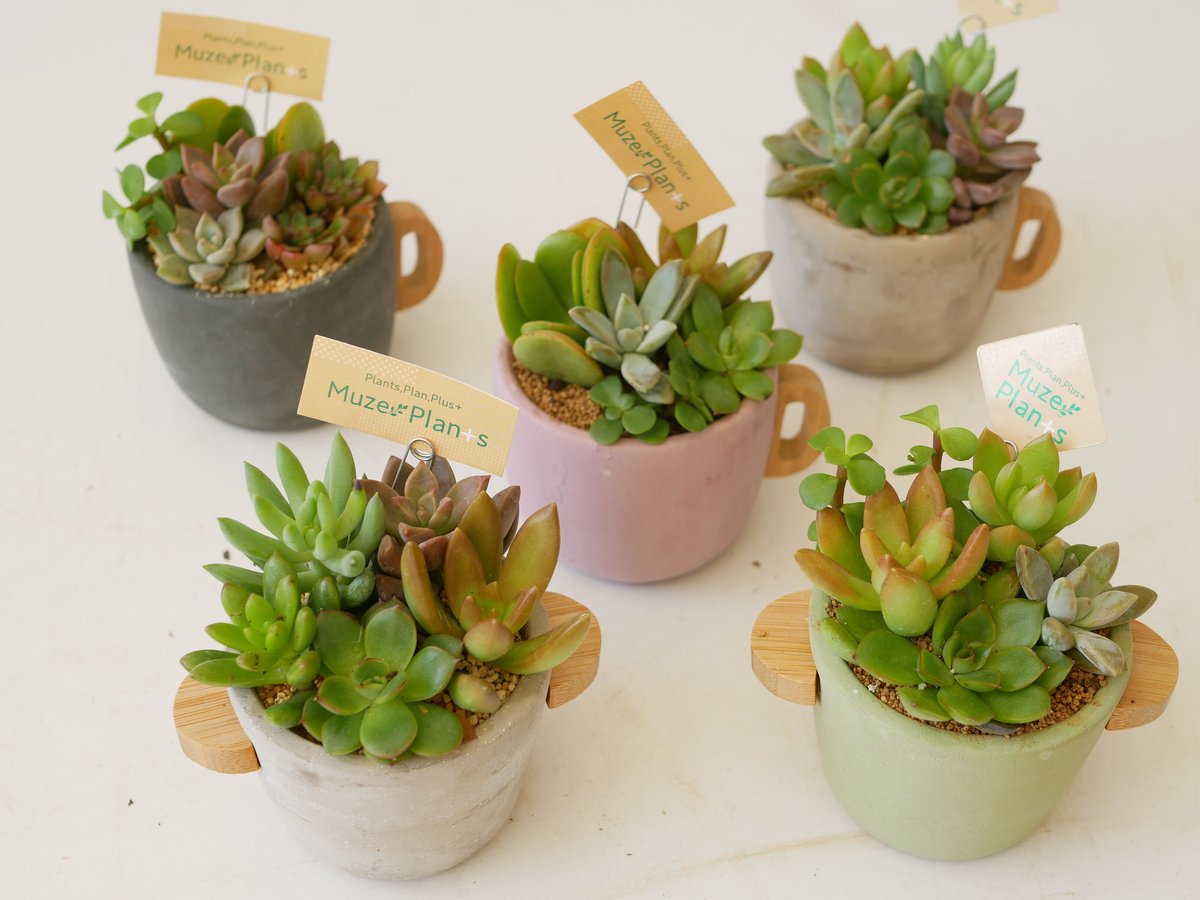 多肉植物 寄せ植え セメントポット 可愛い手のひらサイズ 育て