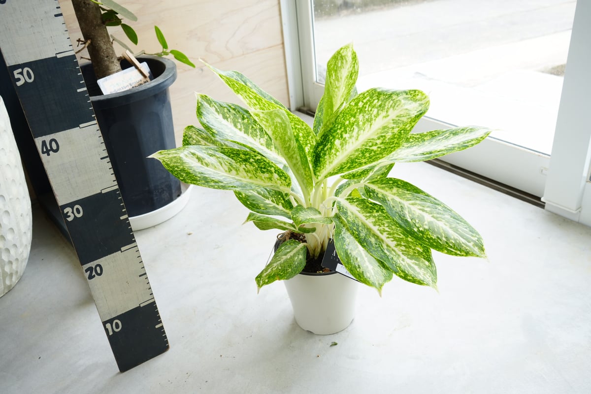 ミルキーサブウェイ カート マックス アカネ NIKE（ナイキ） ジュニア ズーム マーキュリアル ヴェイパー 16