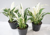斑入りスパティフィラム 3号ポット｜観葉植物 白斑 室内 インテリアグリーン 希少 育てやすい おしゃれ ギフト｜ｽﾊﾟﾃｨﾌｨﾗﾑ (ﾌｲﾘ) ｽﾊﾟﾃｨ 3号