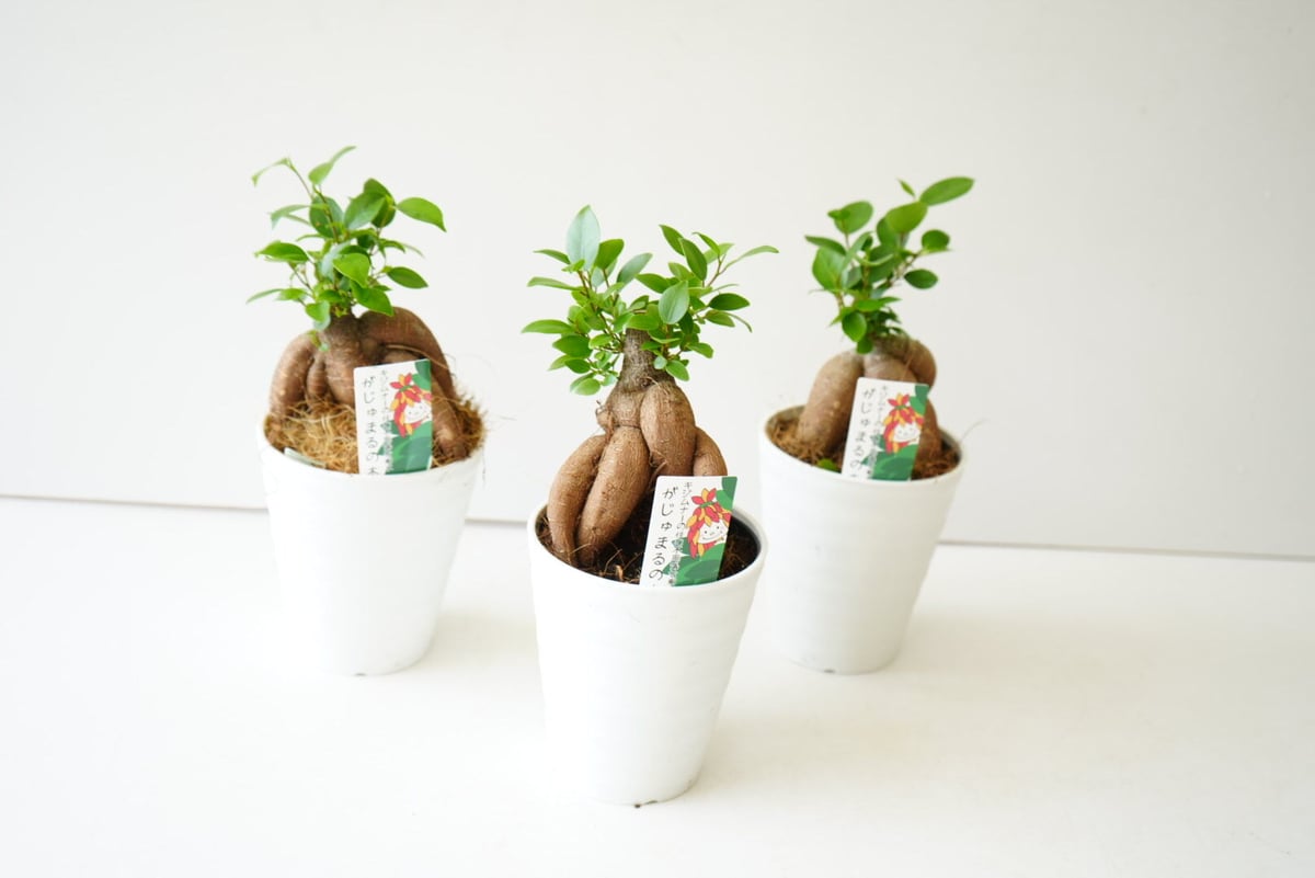 数量限定 ガジュマル 観葉植物 緑 グリーン リーフ サボテン キジムナー 数量限定 ガジュマル 観葉植物 緑 グリーン リーフ サボテン