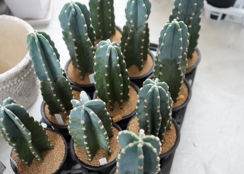 まとめ買いOK 柱サボテン 鬼面角　4頭発根　ココスヤシ　ブラックボーイ　アガベ 買いOK 柱サボテン 鬼面角 4頭発根 ココスヤシ ブラックボーイ アガベ