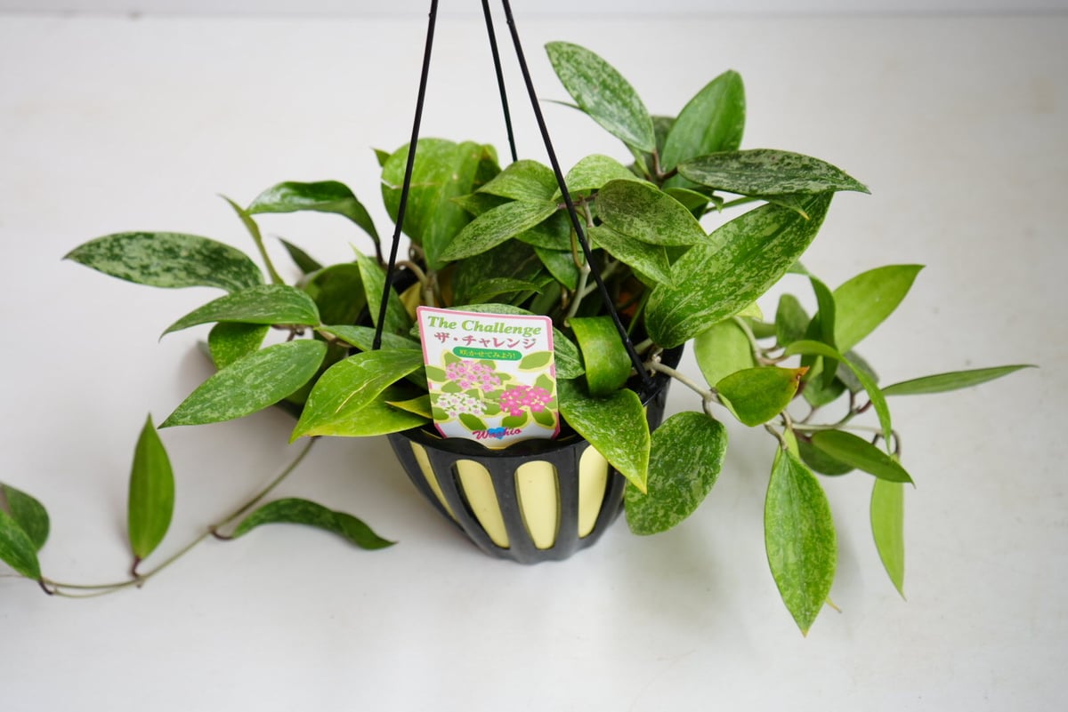 ホヤ プビカリクス シルバーピンク 5号まだら斑入り ハンギング