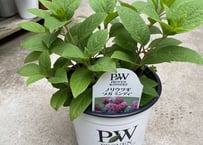 紫陽花 ノリウツギ メガミンディ 5.5号 日本のお花 色が変化し楽しめる