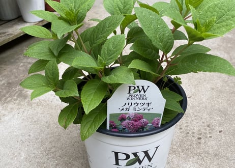 紫陽花 ノリウツギ メガミンディ 5.5号 日本のお花 色が変化し楽しめる